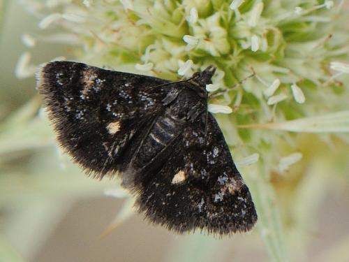 Heliothela wulfeniana