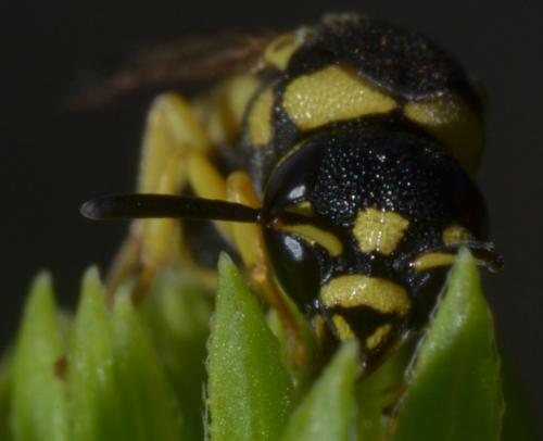 Antepipona sp.