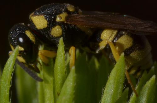 Antepipona sp.