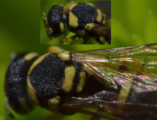Antepipona sp.