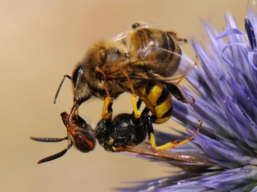 Philanthus triangulum