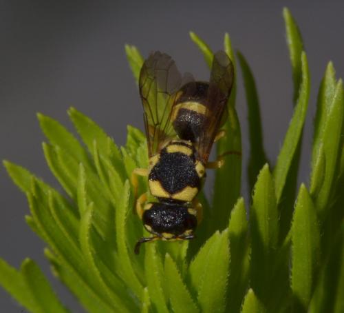 Antepipona sp.