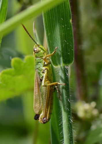 Pseudochorthippus parallelus