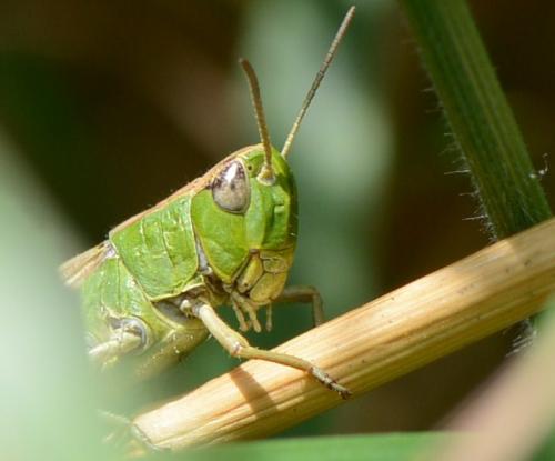 Réf. 91 170 : Pseudochorthippus parallelus