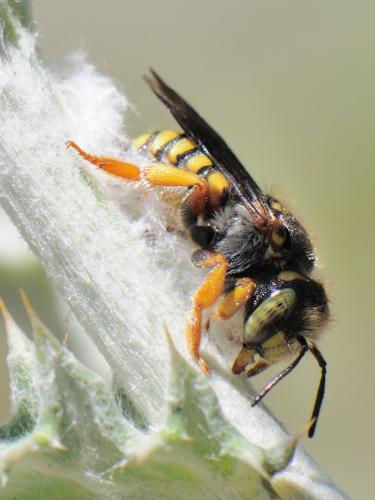 Réf. 91 771 : Anthidium oblongatum