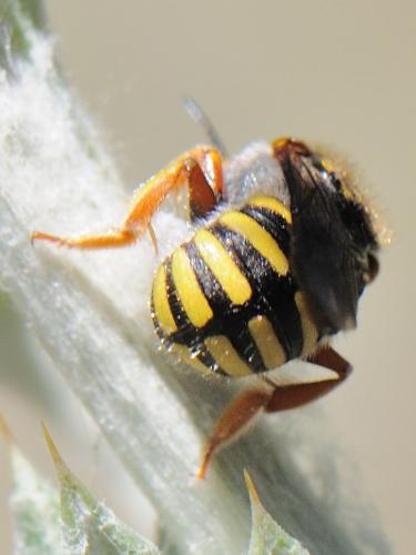 Réf. 91 772 : Anthidium oblongatum