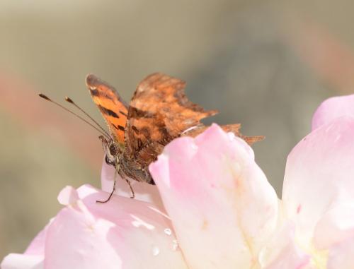 Polygonia c-album