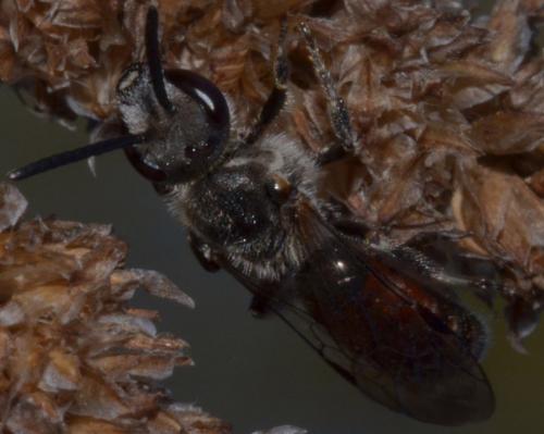 Lasioglossum sp.