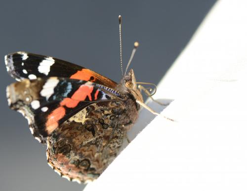 Vanessa atalanta