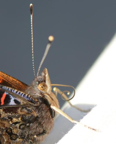 Vanessa atalanta