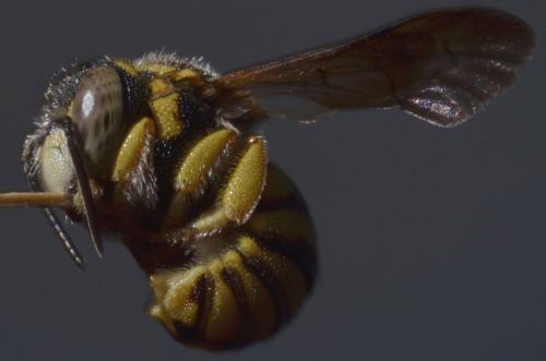 Réf. 91 253 : Anthidiellum strigatum