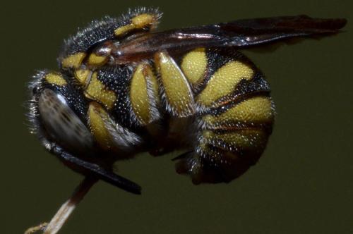 Réf. 91 229 : Anthidiellum strigatum