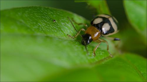 Réf. 91 231 : Cerotoma ruficornis