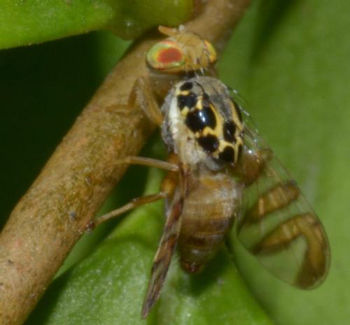 Réf. 91 148 : Carpomya schineri