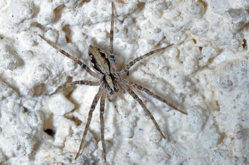Pisaura mirabilis
