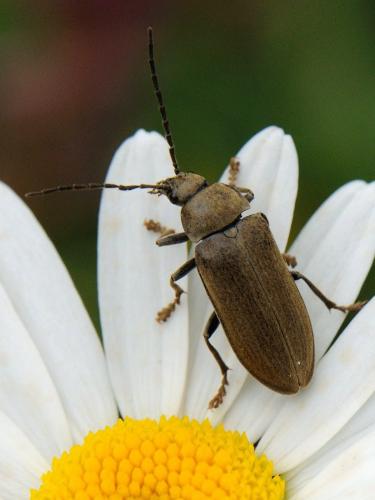 Réf. 91 119 : Dascillus cervinus