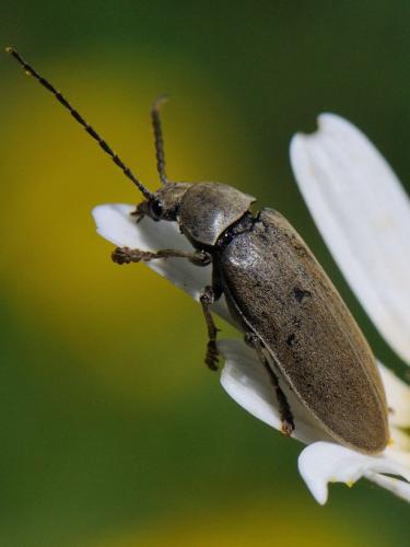 Réf. 91 121 : Dascillus cervinus