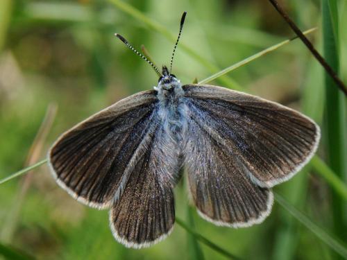 Réf. 91 286 : Phengaris alcon rebeli