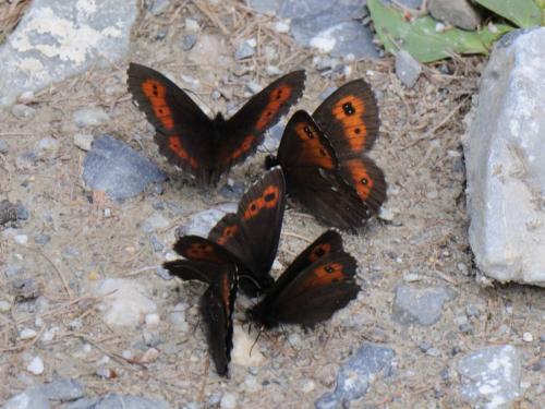 Réf. 91 128 : Erebia euryale