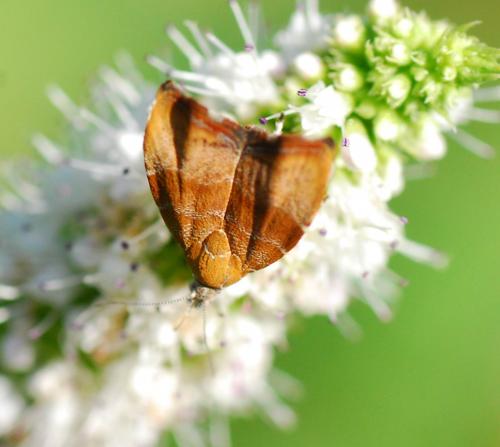 Réf. 91 219 : Choreutis nemorana