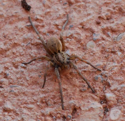 Hogna radiata