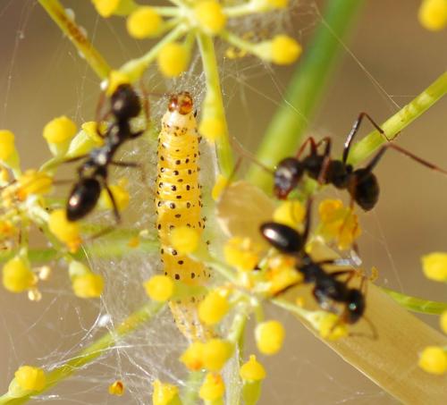 Sitochroa palealis