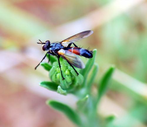 Cylindromyia sp.