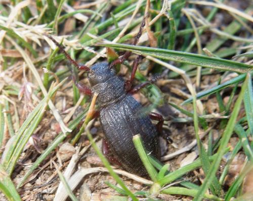 Réf. 91 436 : Iberodorcadion seoanei kricheldorfii
