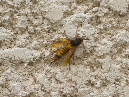 Tremex fuscicornis