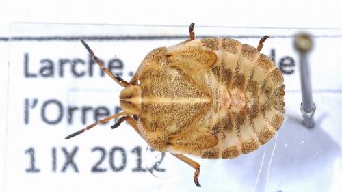 Graphosoma italicum