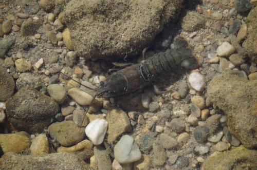 Orconectes limosus