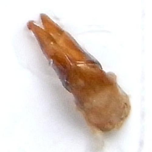 Réf. 91 051 : Anomala platypyga