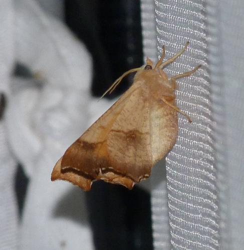 Ennomos fuscantaria