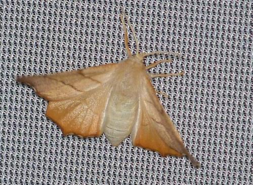 Ennomos fuscantaria