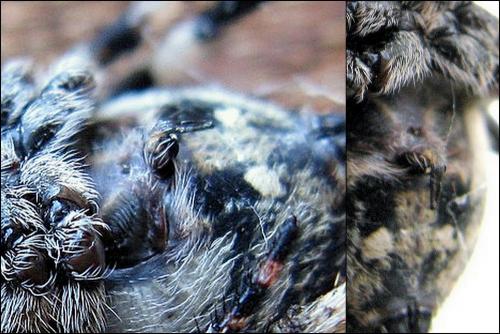 Araneus sp.