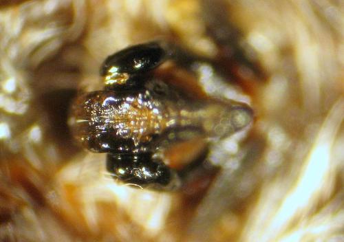 Réf. 91 133 : Araneus sp.