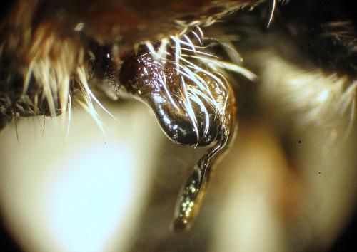 Araneus sp.