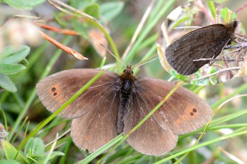 Erebia pronoe