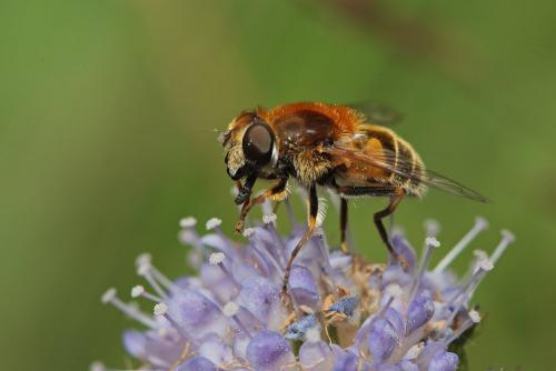 Eristalis jugorum