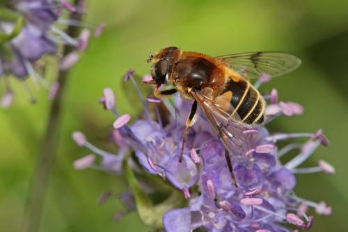 Eristalis jugorum