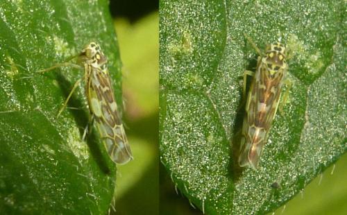 Eupteryx florida