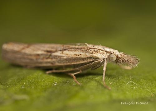 Agriphila geniculea