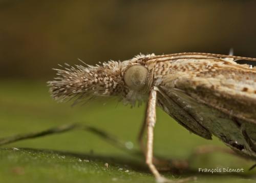 Réf. 91 654 : Agriphila geniculea