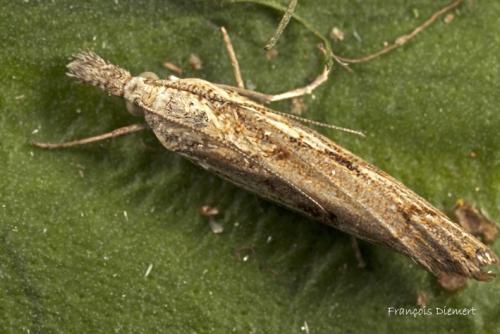 Réf. 91 653 : Agriphila geniculea