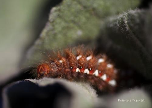 Acronicta rumicis