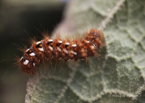 Acronicta rumicis