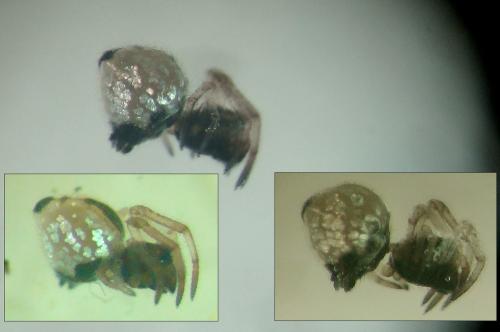 Réf. 91 008 : Argyrodes argyrodes