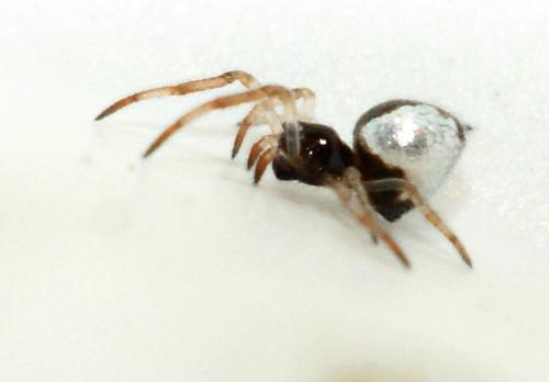 Réf. 91 009 : Argyrodes argyrodes