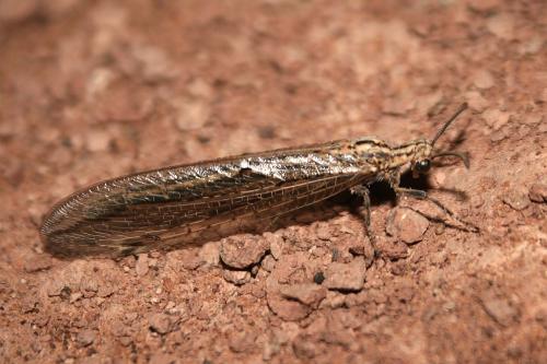Lopezus arabicus