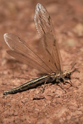 Lopezus arabicus